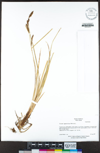 Carex aquatilis image