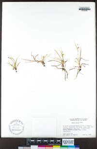 Carex aurea image