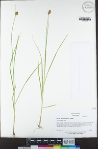 Carex athrostachya image