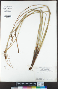 Carex barbarae image