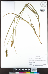 Carex densa image