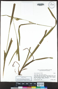 Carex hendersonii image