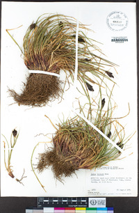 Carex helleri image