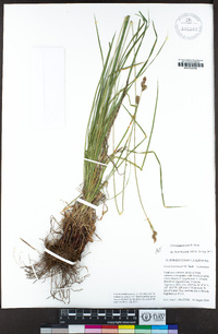 Carex heteroneura image