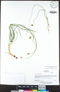 Carex hoodii image