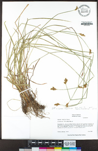 Carex leporina image