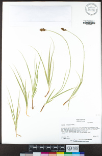 Carex integra image