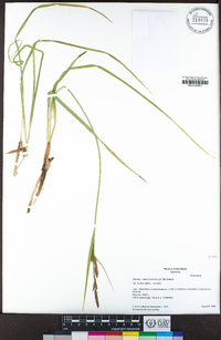 Carex lenticularis image