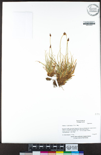 Carex nigricans image