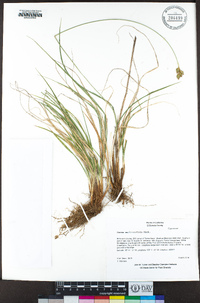 Carex multicostata image