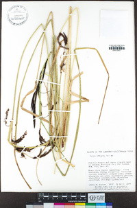 Carex obnupta image
