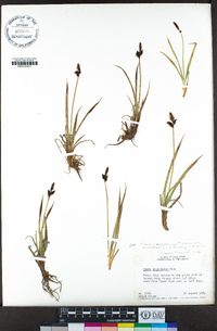 Carex scopulorum image