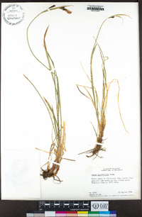 Carex spectabilis image