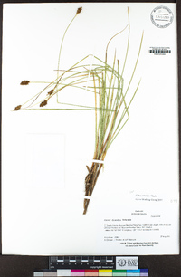 Carex simulata image