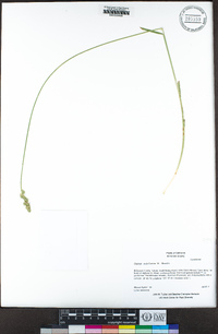 Carex subfusca image