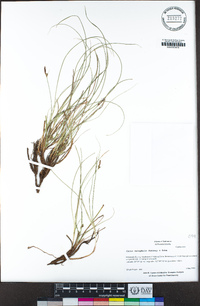 Carex xerophila image