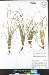 Carex xerophila image