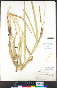 Carex utriculata image