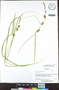 Carex utriculata image