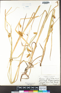 Carex vesicaria image