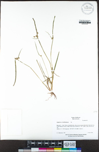 Cyperus difformis image