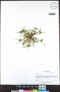 Cyperus fuscus image