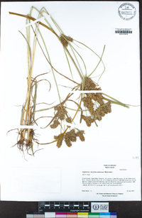 Cyperus erythrorhizos image