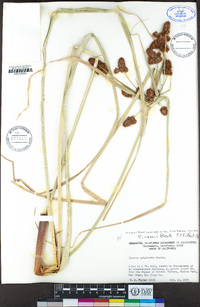 Cyperus owanii image