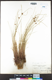 Cyperus niger image