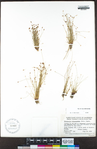 Eleocharis atropurpurea image