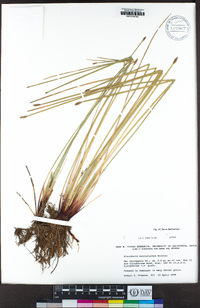 Eleocharis macrostachya image