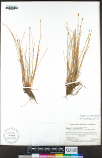 Eleocharis macrostachya image