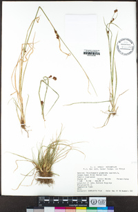 Rhynchospora capitellata image