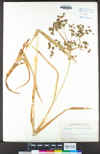 Scirpus microcarpus image