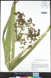 Scirpus microcarpus image