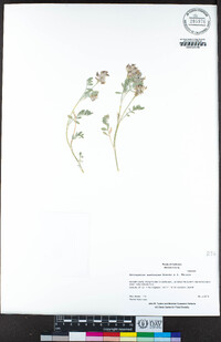 Astragalus austiniae image
