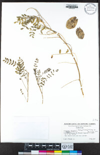Astragalus douglasii var. douglasii image