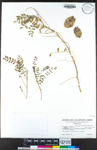 Astragalus douglasii image