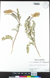 Astragalus nuttallii image