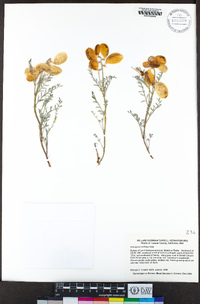 Astragalus whitneyi image