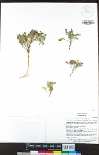 Astragalus pulsiferae var. coronensis image