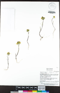 Navarretia prolifera image