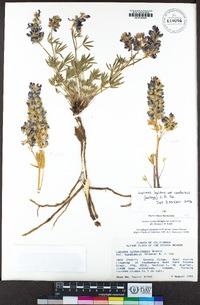 Lupinus lepidus var. confertus image