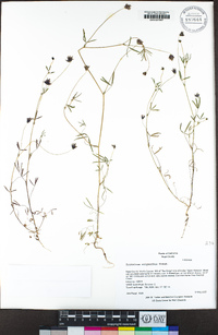 Trifolium oliganthum image