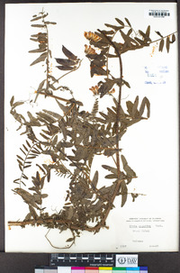 Vicia gigantea image