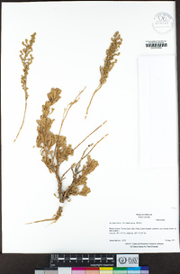 Artemisia tridentata image