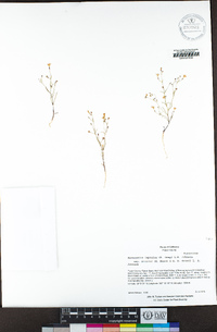 Navarretia leptalea subsp. bicolor image