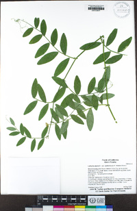 Lathyrus jepsonii var. californicus image