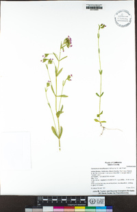 Centaurium tenuiflorum image