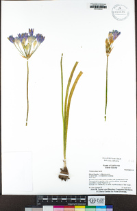 Triteleia laxa image